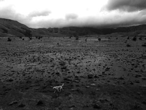 lonely dog - western ghats india c. 2013