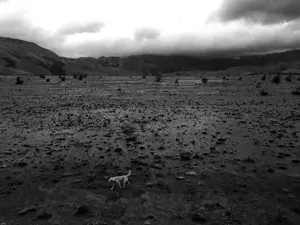 lonely dog - western ghats india c. 2013